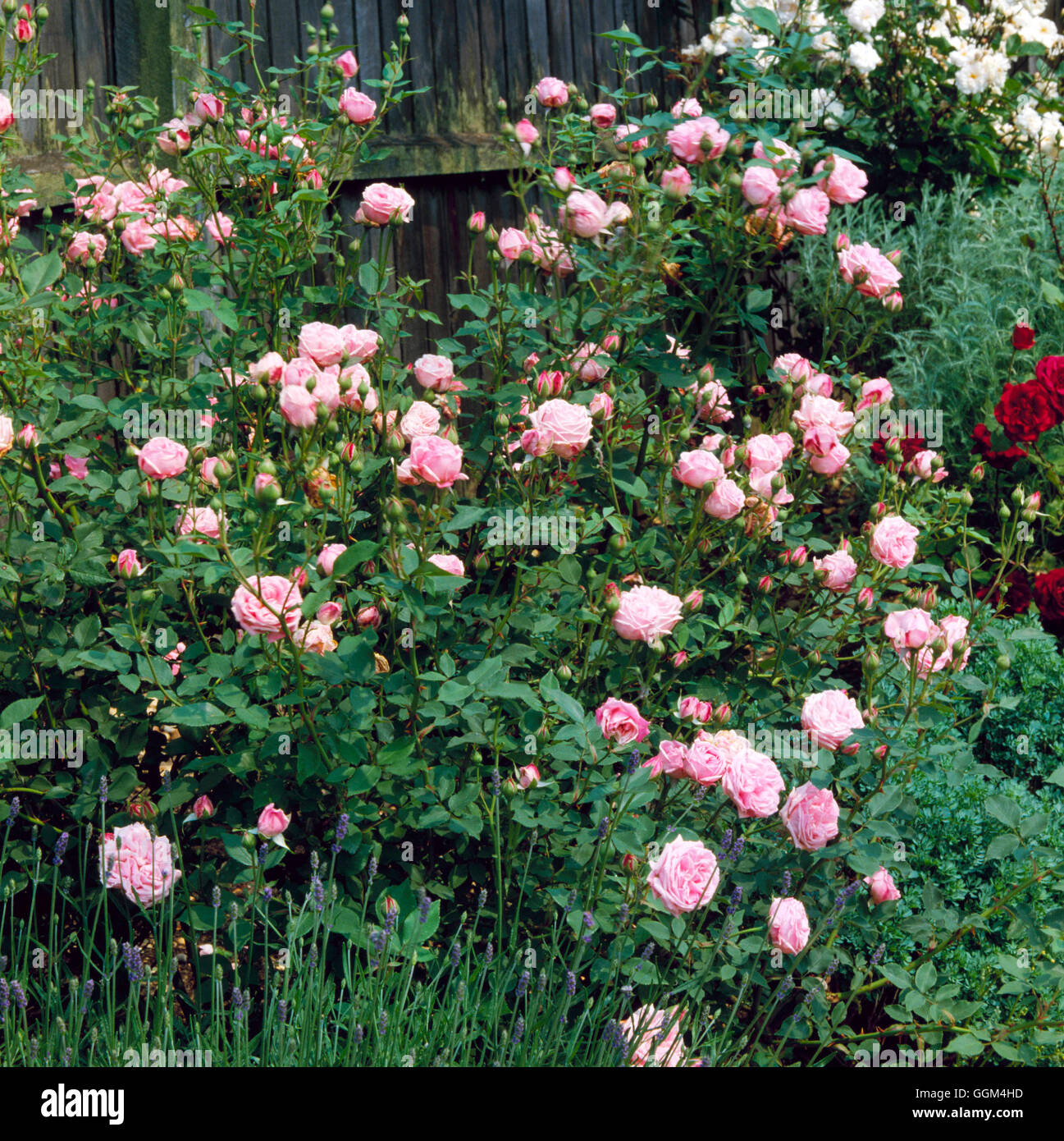 Rosa - `Hermosa' (China) (Shrub)   RSH010133 Stock Photo